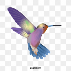 Hummingbird Png, Vector, PSD, and Clipart With Transparent ...