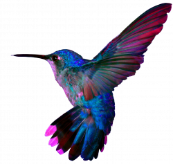 hummingbird4.png (1366×1295) | Pretty Birds | Pinterest | Pretty ...
