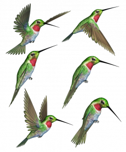 Ruby-throated hummingbird Clip art - humming bird 1024*1238 ...