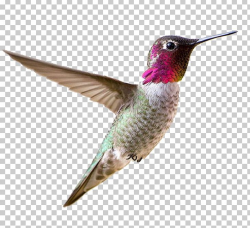 Allen's Hummingbird Bird Feeder Feather PNG, Clipart, Allens ...