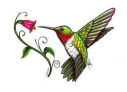 Hummingbirds & Clipart