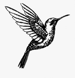Hummingbird Clipart Ibon - Art, Cliparts & Cartoons - Jing.fm