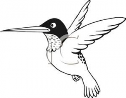 Free Hummingbird Clipart ibon, Download Free Clip Art on ...