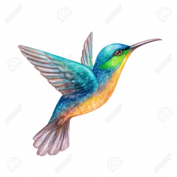 Vibrant Hummingbird Clipart Breathtaking Watercolor ...
