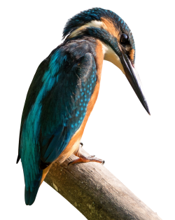 Kingfisher Bird PNG Transparent Image - PngPix