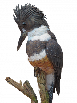 kingfisher cutout.png 800×1,067 pixels | Carved wooden items ...