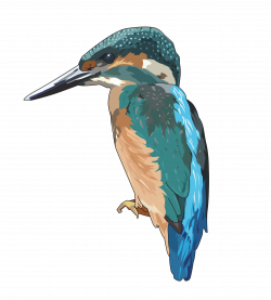 Kingfisher Icons PNG - Free PNG and Icons Downloads