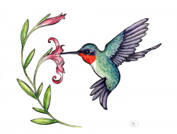 Hummingbird clipart free clipart images image | Favorite ...