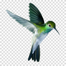 Hummingbird Bird flight Parrot, Bird transparent background ...