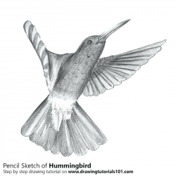 drawing of a hummingbird – iso-tech.co