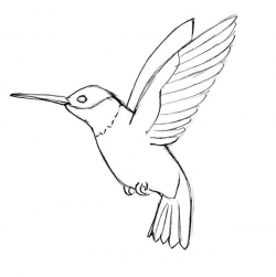 Pin by Tim Ruby on Hummingbirds in 2019 | Bird drawings ...