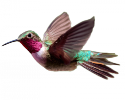 Hummingbird PNG Transparent HD Photo | PNG Mart