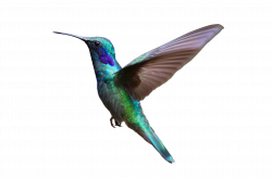 About Us - Hummingbird Portal - Caribbean Job Board