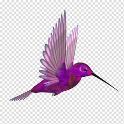 Hummingbird Flight Beak Wing, Purple beak bird fly ...