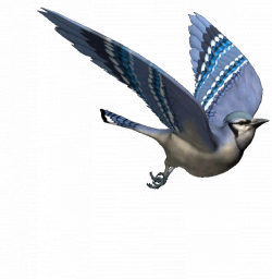 moving bird gif - Bing images | Gifs | Pinterest | Bird gif and Bird