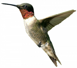 Hummingbird PNG Transparent Free Images | PNG Only