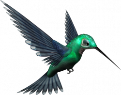 Green Humming Bird PNG by pixievamp-stock on DeviantArt ...
