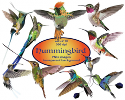 Hummingbird Digital, Birds, Realistic Birds, Bird Clip Art, Realistic Clip  Art, Commercial, PNG, Printable, Nectar, Ruby Throated