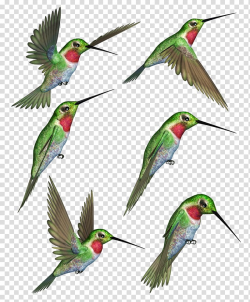 Ruby-throated hummingbird , humming bird transparent ...