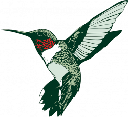 ForgetMeNot: Birds hummingbirds