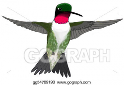 Stock Illustration - Ruby-throated hummingbird. Clipart ...