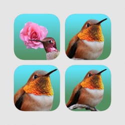 Hummingbird Multisize Stickers on the App Store