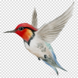 Robin Bird clipart - Bird, Parrot, Wing, transparent clip art