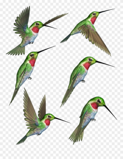 Ruby Throated Clip Art Rubythroated Transprent Png ...