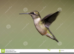 Ruby Throated Hummingbird Clipart | Free Images at Clker.com ...