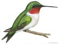 Ruby-throated hummingbird | bird | Britannica.com