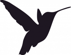 Free Image on Pixabay - Silhouette, Hummingbird, Bird | Pinterest ...