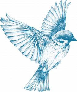 Vintage Blue Bird transparent PNG - StickPNG