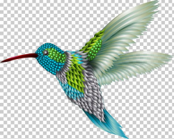 Hummingbird Sparrow PNG, Clipart, Adobe Illustrator, Animals ...