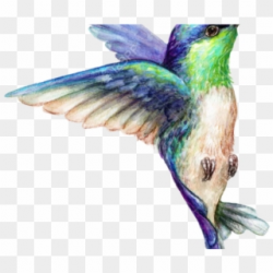 Hummingbird Clipart Summer - Colibri Watercolor, HD Png ...