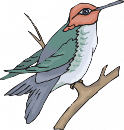Hummingbird On A Branch Clip Art at Clker.com - vector clip art ...