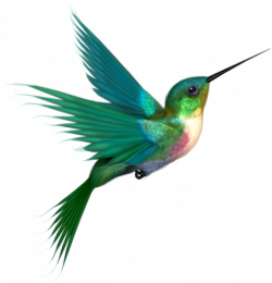 28+ Collection of Hummingbird Clipart No Background | High quality ...