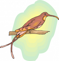 Brown Hummingbird Perched Clip Art at Clker.com - vector clip art ...