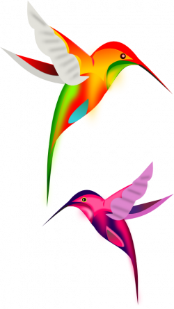 colibríes en vectores, imagen vectorial. | colibríes | Pinterest ...