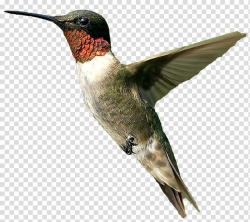 Male humming bird, brown hummingbird transparent background ...