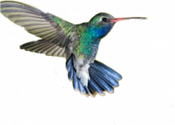 Hummingbird Clipart Transparent Background - Humming Bird ...