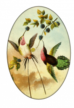 vintage Hummingbirds #3 from Create with TLC | platos | Pinterest ...