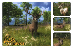 Whitetail Deer | The Hunter Wikia | FANDOM powered by Wikia