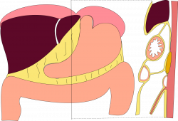 Gastrocolic ligament - Wikipedia