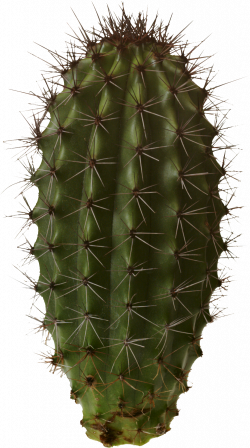Cactus Transparent PNG Pictures - Free Icons and PNG Backgrounds