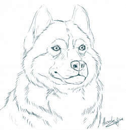 28+ Collection of Printable Husky Coloring Pages | High quality ...