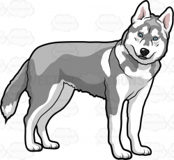 Image result for cartoon drawings of huskies | Fun Stuff in ...