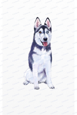 Dog clipart husky clipart instant download. Digital watercolor clip art  Commercial PNG Printable illustration husky dog commercial use