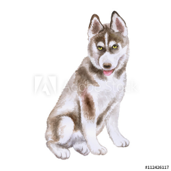 Watercolor closeup portrait of Husky puppy isolated on white ...