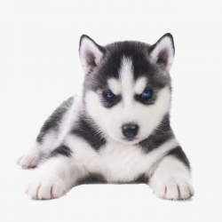Download Free png Adorable Husky, Lovely, Huskies, Puppy PNG ...