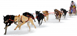 Sled Dog PNG HD Transparent Sled Dog HD.PNG Images. | PlusPNG
